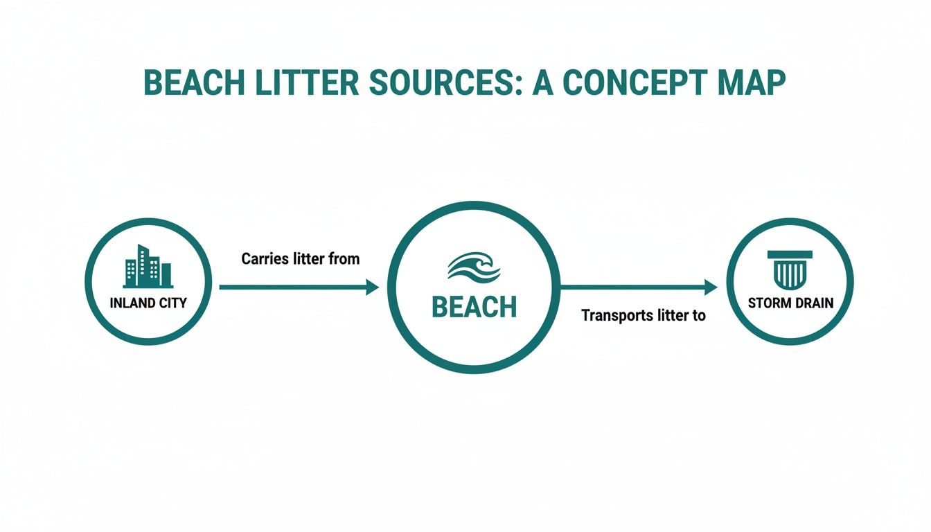 Concept map illustrating beach litter sources, showing litter flowing from inland cities to the beach and then to storm drains.