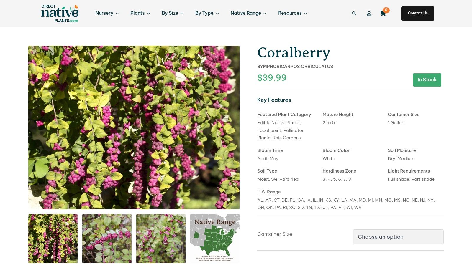 Coralberry (Symphoricarpos orbiculatus)