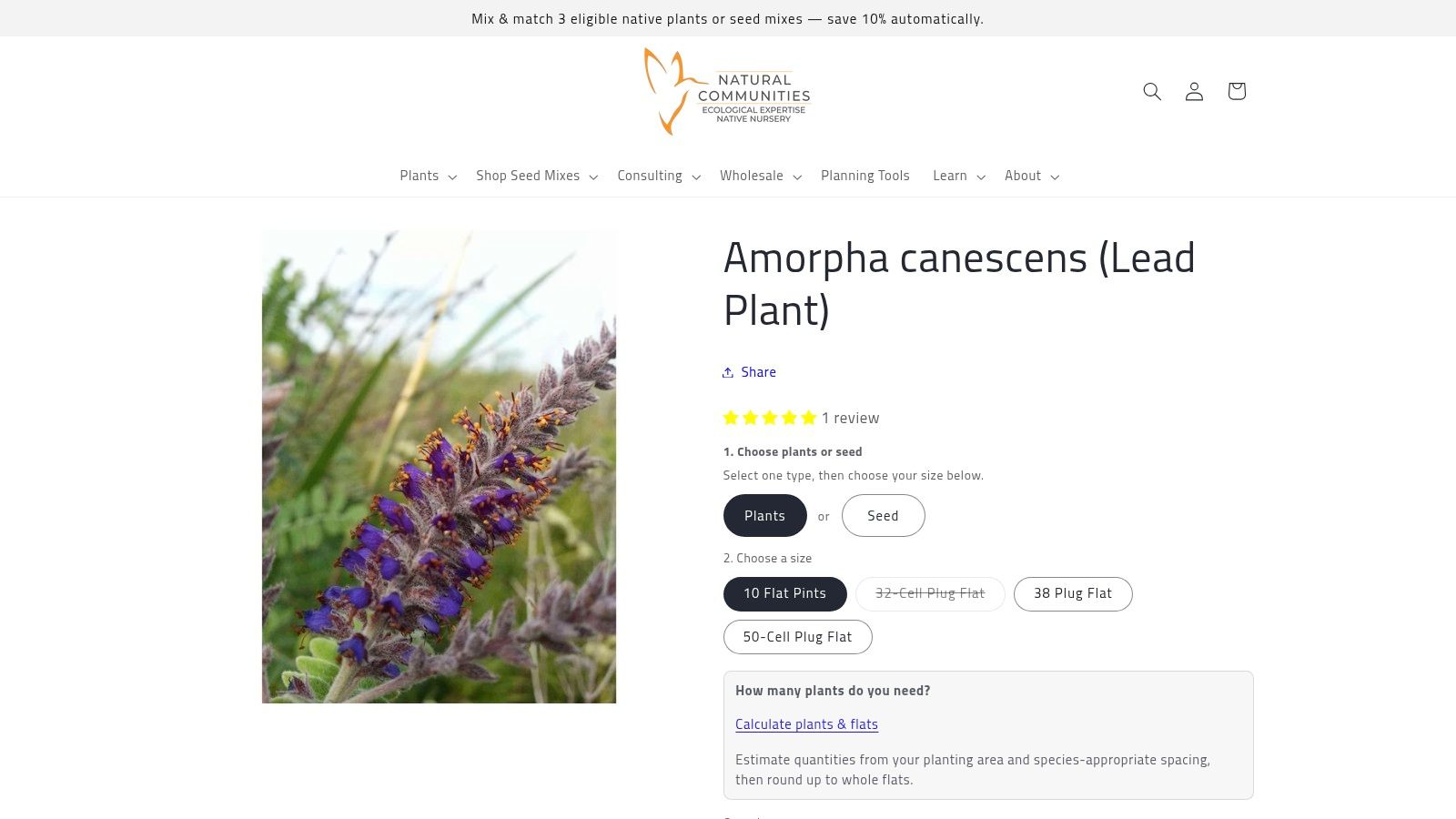 Leadplant (Amorpha canescens)