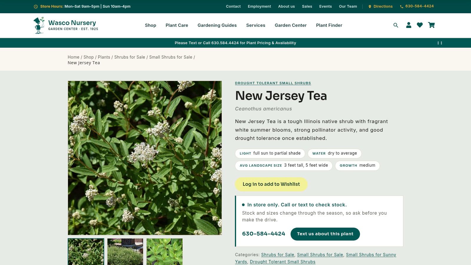 New Jersey tea (Ceanothus americanus)